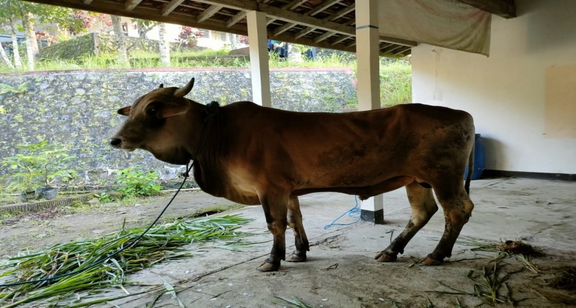 Kegiatan Hari Raya Idul Adha Kurban SMP N 2 Kokap